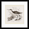 Marsh Sandpiper by Anonymous