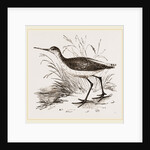 Marsh Sandpiper by Anonymous