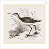 Marsh Sandpiper by Anonymous