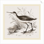 Marsh Sandpiper by Anonymous