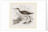 Marsh Sandpiper by Anonymous