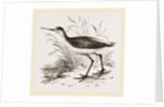 Marsh Sandpiper by Anonymous