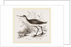 Marsh Sandpiper by Anonymous
