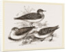 Little Sandpipers by Anonymous