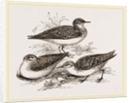 Little Sandpipers by Anonymous