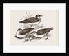 Little Sandpipers by Anonymous