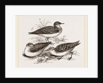 Little Sandpipers by Anonymous