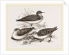Little Sandpipers by Anonymous