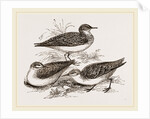 Little Sandpipers by Anonymous
