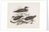 Little Sandpipers by Anonymous
