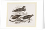Little Sandpipers by Anonymous