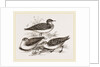 Little Sandpipers by Anonymous