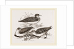 Little Sandpipers by Anonymous