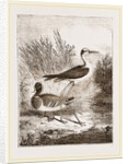 Black-winged Stilt-Plover by Anonymous