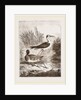 Black-winged Stilt-Plover by Anonymous