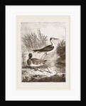 Black-winged Stilt-Plover by Anonymous