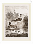 Black-winged Stilt-Plover by Anonymous
