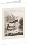 Black-winged Stilt-Plover by Anonymous