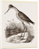 Mexican Stilt-Plover by Anonymous