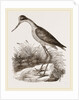 Mexican Stilt-Plover by Anonymous