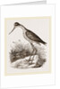 Mexican Stilt-Plover by Anonymous