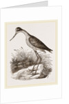 Mexican Stilt-Plover by Anonymous