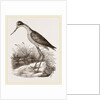 Mexican Stilt-Plover by Anonymous