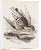 Dunlin by Anonymous