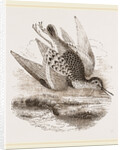 Dunlin by Anonymous