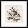 Dunlin by Anonymous