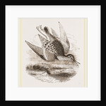 Dunlin by Anonymous