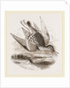 Dunlin by Anonymous