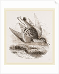 Dunlin by Anonymous