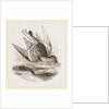 Dunlin by Anonymous