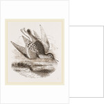 Dunlin by Anonymous