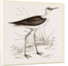 Black-winged Stilt Plover by Anonymous