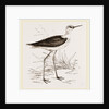 Black-winged Stilt Plover by Anonymous