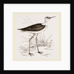Black-winged Stilt Plover by Anonymous