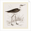 Black-winged Stilt Plover by Anonymous
