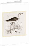 Black-winged Stilt Plover by Anonymous