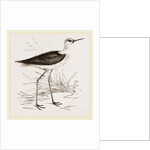 Black-winged Stilt Plover by Anonymous