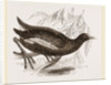 Moorhen by Anonymous