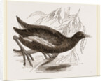 Moorhen by Anonymous
