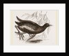 Moorhen by Anonymous