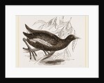 Moorhen by Anonymous