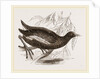 Moorhen by Anonymous