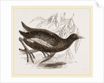 Moorhen by Anonymous
