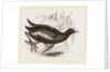 Moorhen by Anonymous