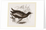 Moorhen by Anonymous