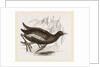 Moorhen by Anonymous